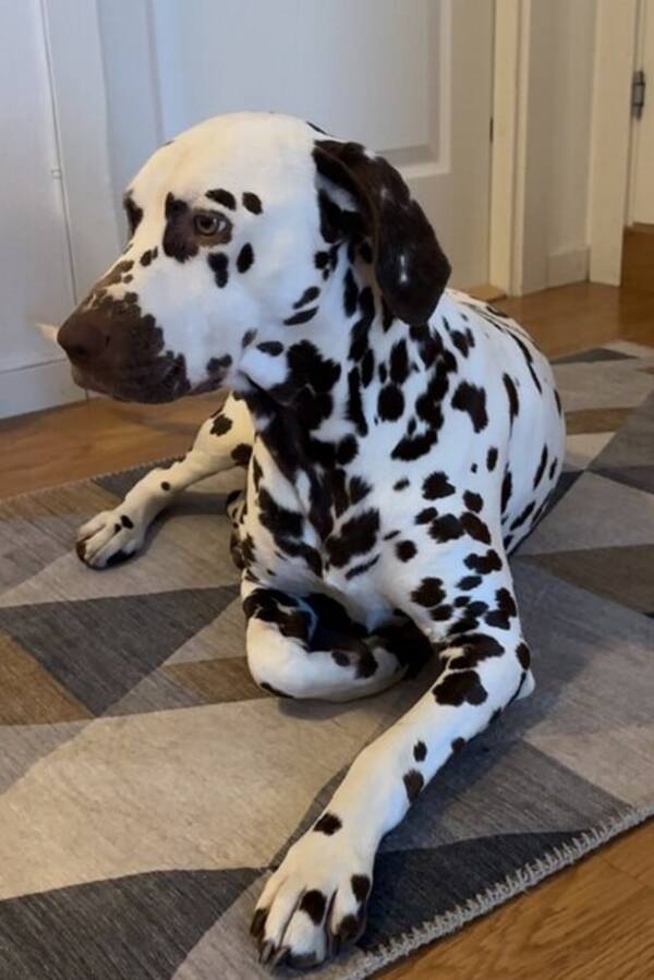 Hund - Dalmatiner tispe Hund - Dalmatiner tispe