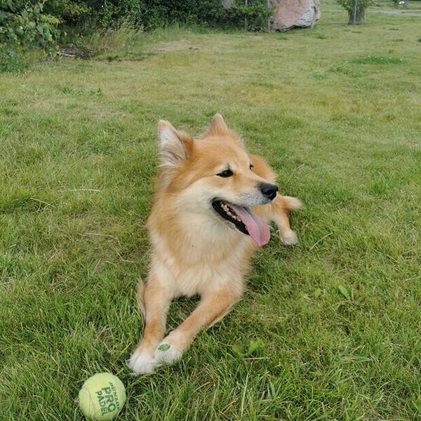 Hund - Finsk Lapphund Ronja 