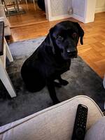 Labradoren Doris Labradoren Doris