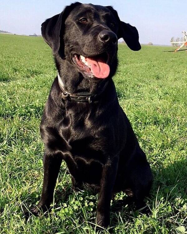 Hund - Labradoren Doris