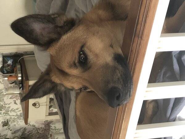 Hund - Fox