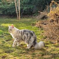 Maine Coon, Bill