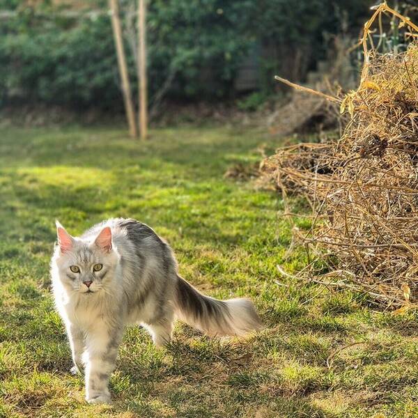 Katt - Maine Coon, Bill