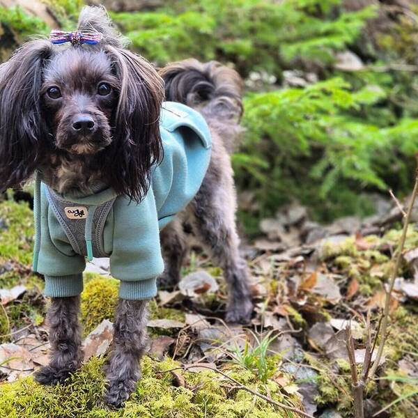 Hund - Papipoo, Tezzie Hund - Papipoo, Tezzie