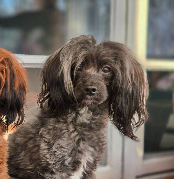 Hund - Papipoo, Tezzie Hund - Papipoo, Tezzie