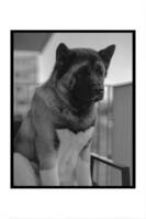 American Akita American Akita