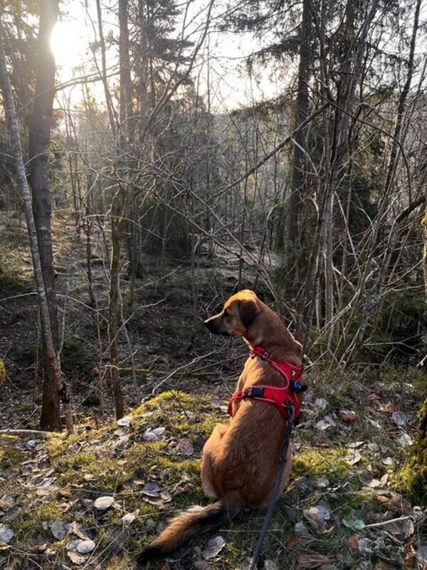 Hund - Blandras  Hund - Blandras