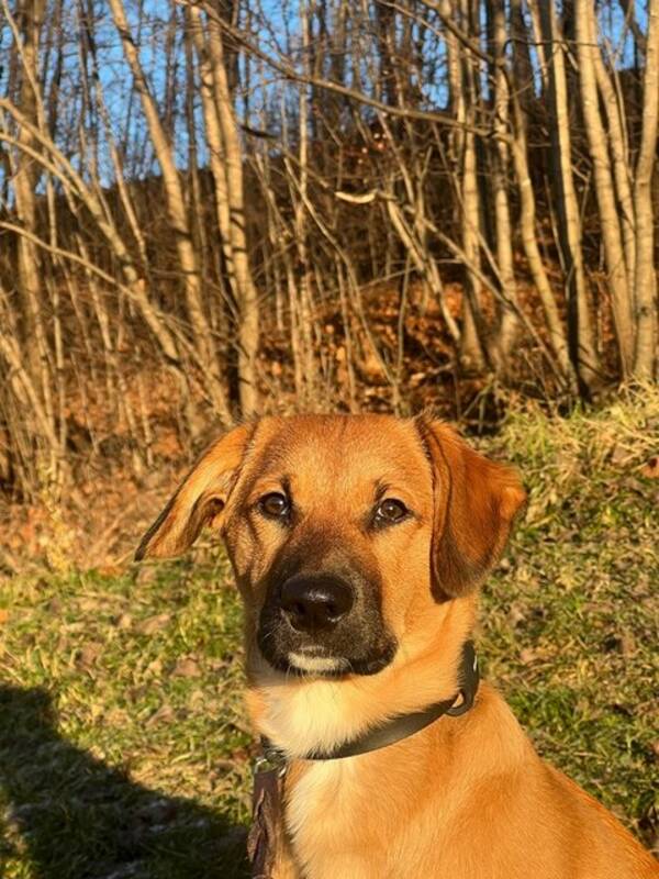 Hund - Blandras  Hund - Blandras