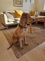 Labradoodle Scarlet  Labradoodle Scarlet