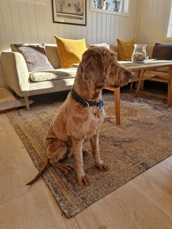 Hund - Labradoodle Scarlet 