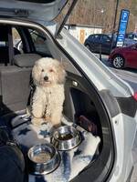 Chinese crested power puff Chinese crested power puff