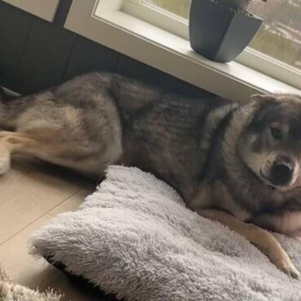 Hund - Jämthund - Nero  Hund - Jämthund - Nero