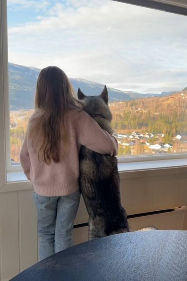 Hund - Jämthund - Nero  Hund - Jämthund - Nero