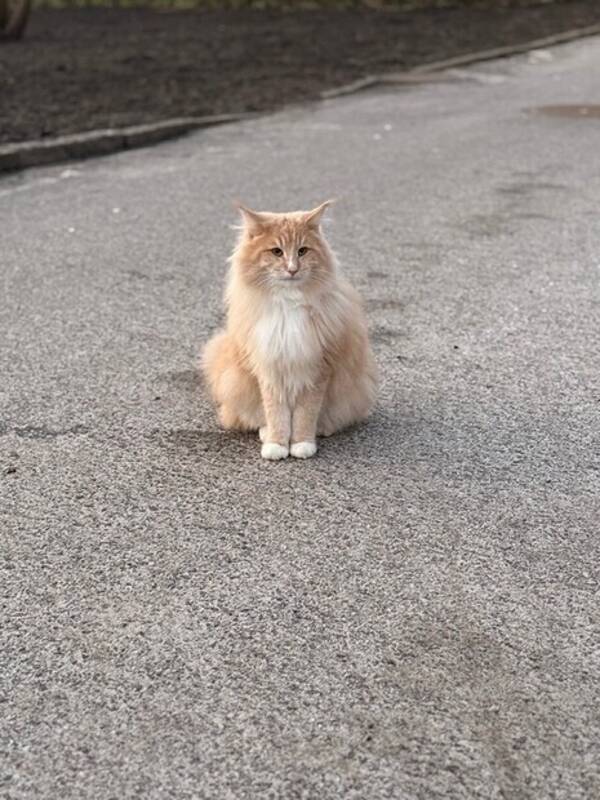 Katt - Norsk skogkatt