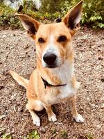 Eventyrblanding Eventyrblanding