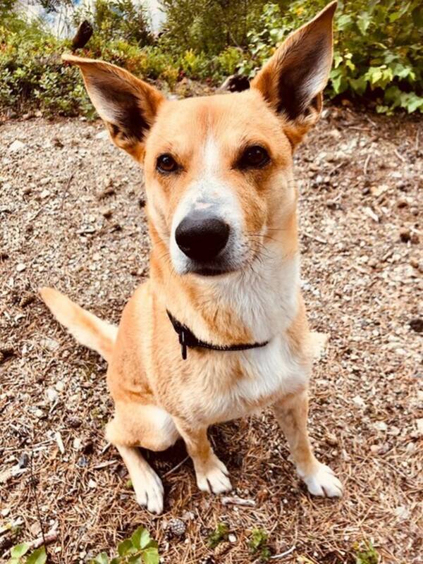 Hund - Eventyrblanding Hund - Eventyrblanding