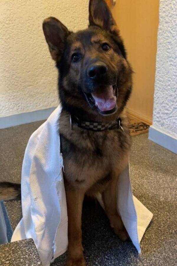 Hund - Schæfer  Hund - Schæfer