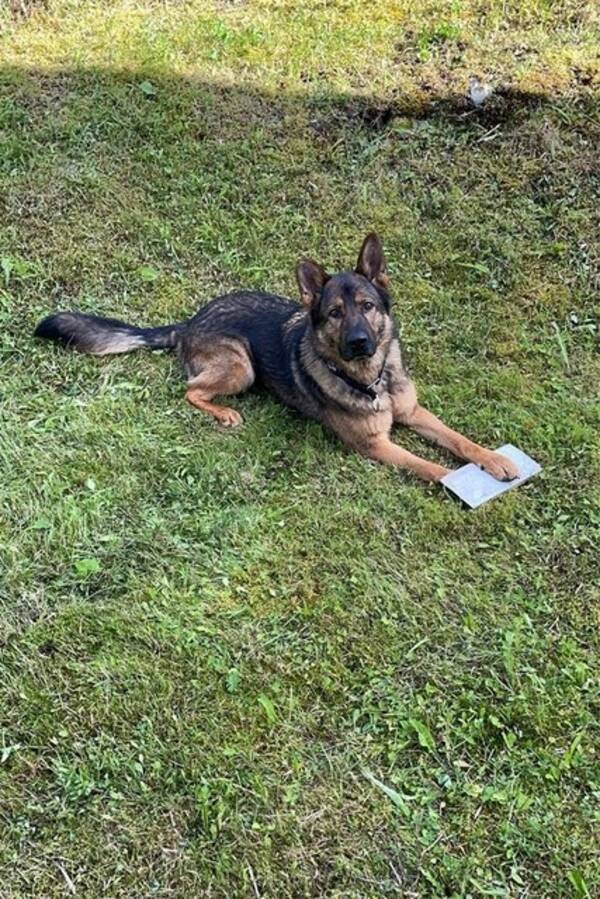 Hund - Schæfer  Hund - Schæfer