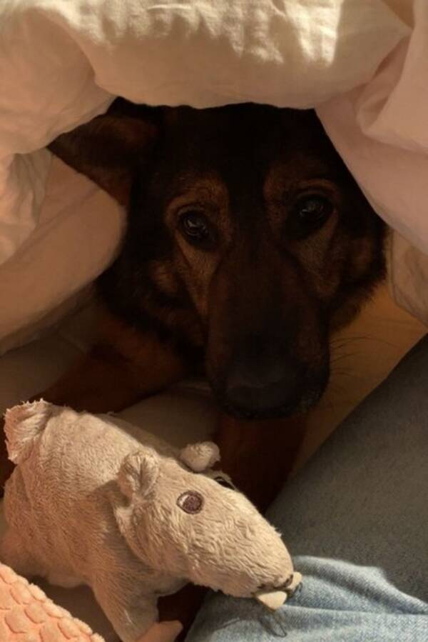 Hund - Schæfer  Hund - Schæfer