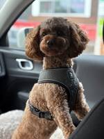 Rio the cavapoo Rio the cavapoo