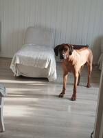 Ridgeback  Ridgeback