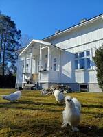 Dvergsilkehøner  Dvergsilkehøner