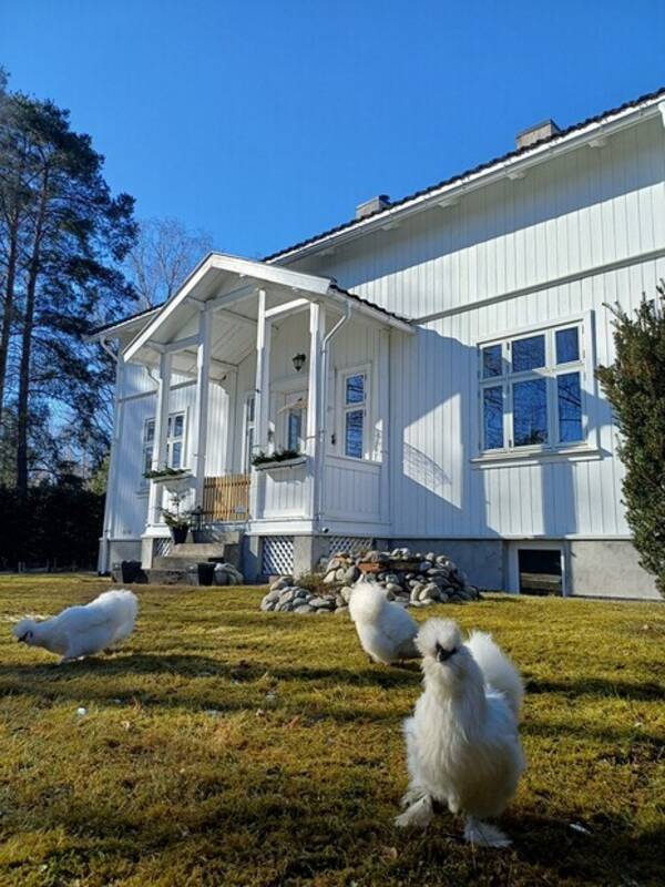 Annet - Dvergsilkehøner  Annet - Dvergsilkehøner