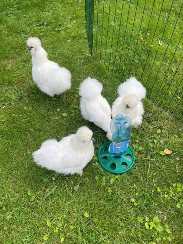 Annet - Dvergsilkehøner  Annet - Dvergsilkehøner