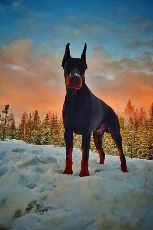 Hund - Doberman Hund - Doberman