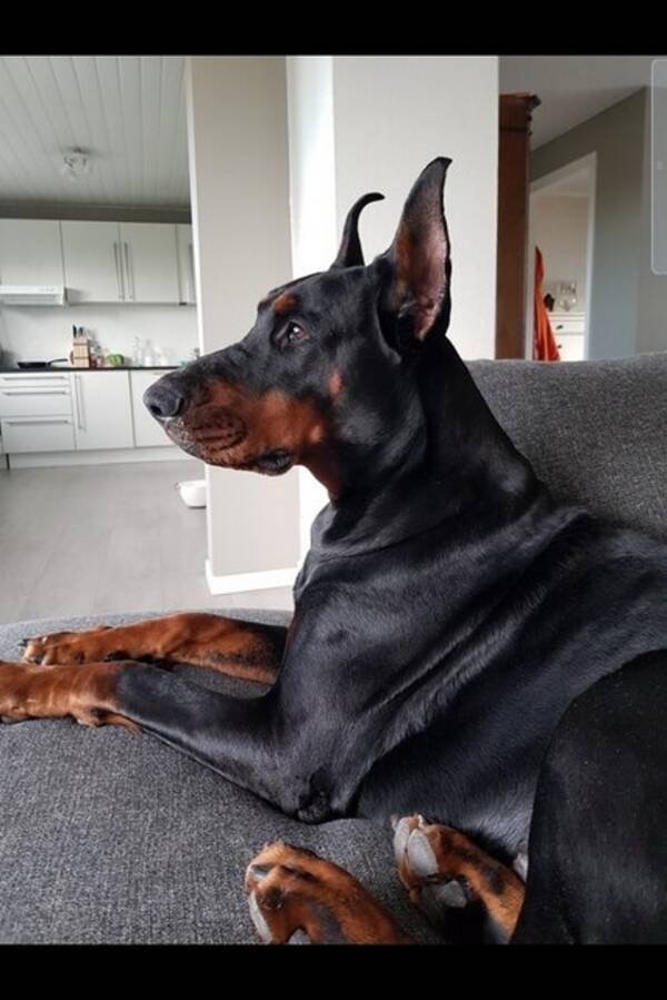 Hund - Doberman Hund - Doberman