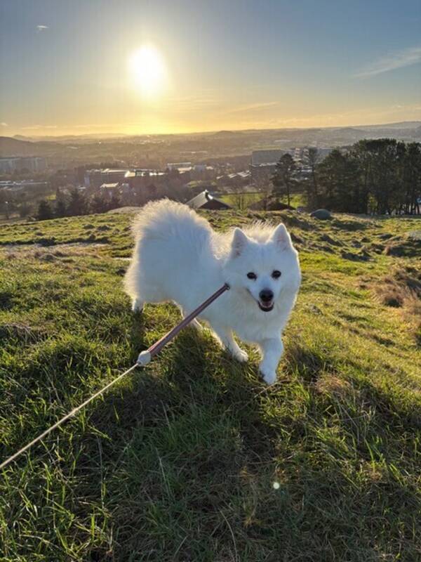 Hund - Japansk spisshund Neva Hund - Japansk spisshund Neva