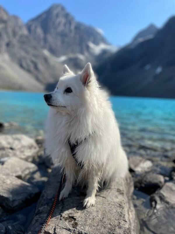 Hund - Japansk spisshund Neva Hund - Japansk spisshund Neva