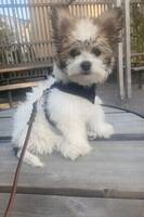 Chihuahua/papillon Lisen Chihuahua/papillon Lisen