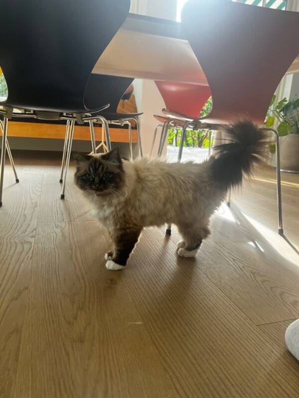 Katt - Lykke Katt - Lykke