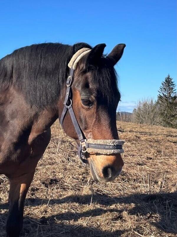 Annet - Hest Annet - Hest