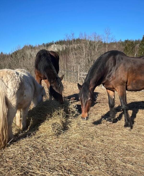 Annet - Hest Annet - Hest