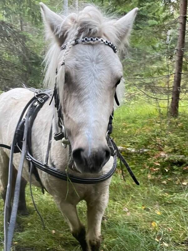 Annet - Hest Annet - Hest