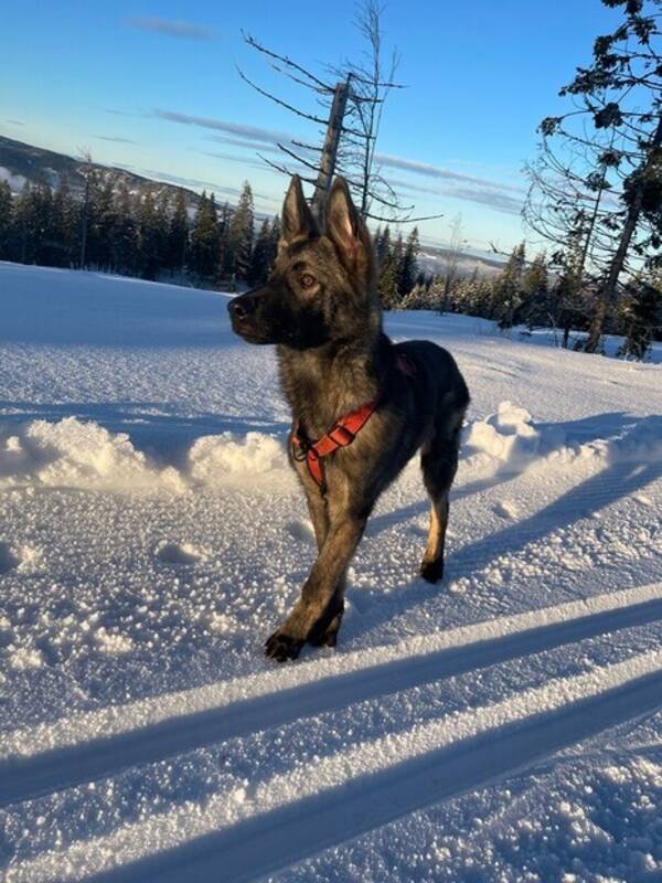 Hund - Schæfer Hund - Schæfer