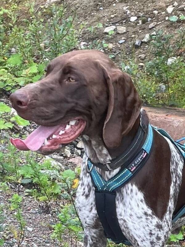 Hund - Tempo Hund - Tempo