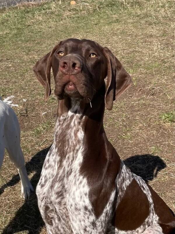 Hund - Schæfer Hund - Schæfer