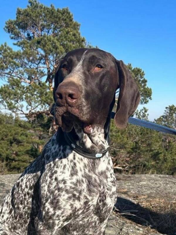 Hund - Schæfer Hund - Schæfer