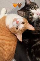 milo og mili milo og mili