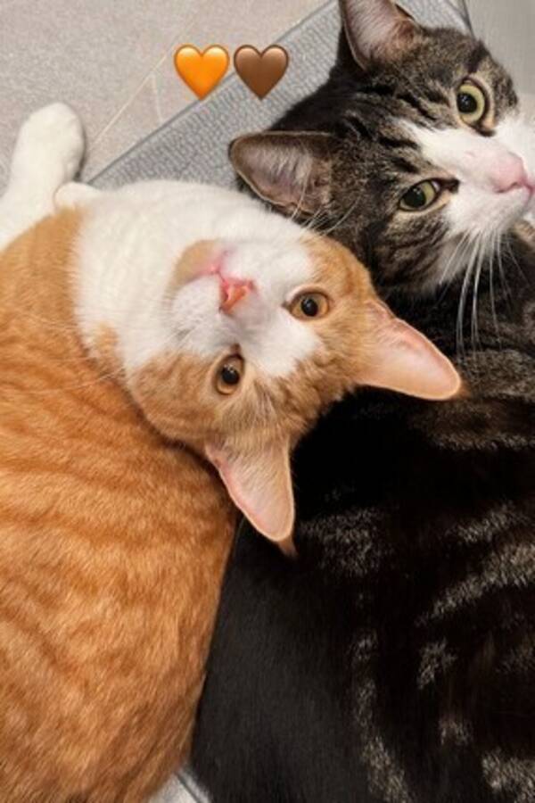 Katt - milo og mili Katt - milo og mili