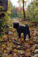 Dvärgschnauzern Helags Dvärgschnauzern Helags