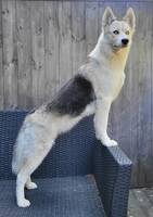 Husky/samojed Tik Elsa Husky/samojed Tik Elsa