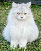 Fliffigaflisan Fliffigaflisan