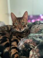 Bengal katt Leo Bengal katt Leo