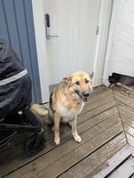 Schäfern Lajka Schäfern Lajka