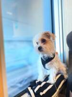 Viva gullvivan Viva gullvivan