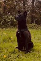 Schæferhund/labrador